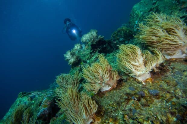 DOT eyes two new dive sites off Samar Island