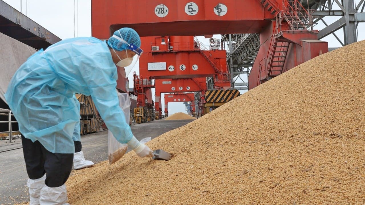 China halts soy imports from Brazil plants, pivots to US amid food safety probe