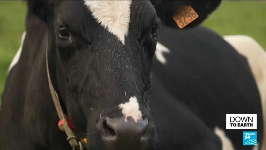 The cow of the future? France introduces smaller, low-emission livestock